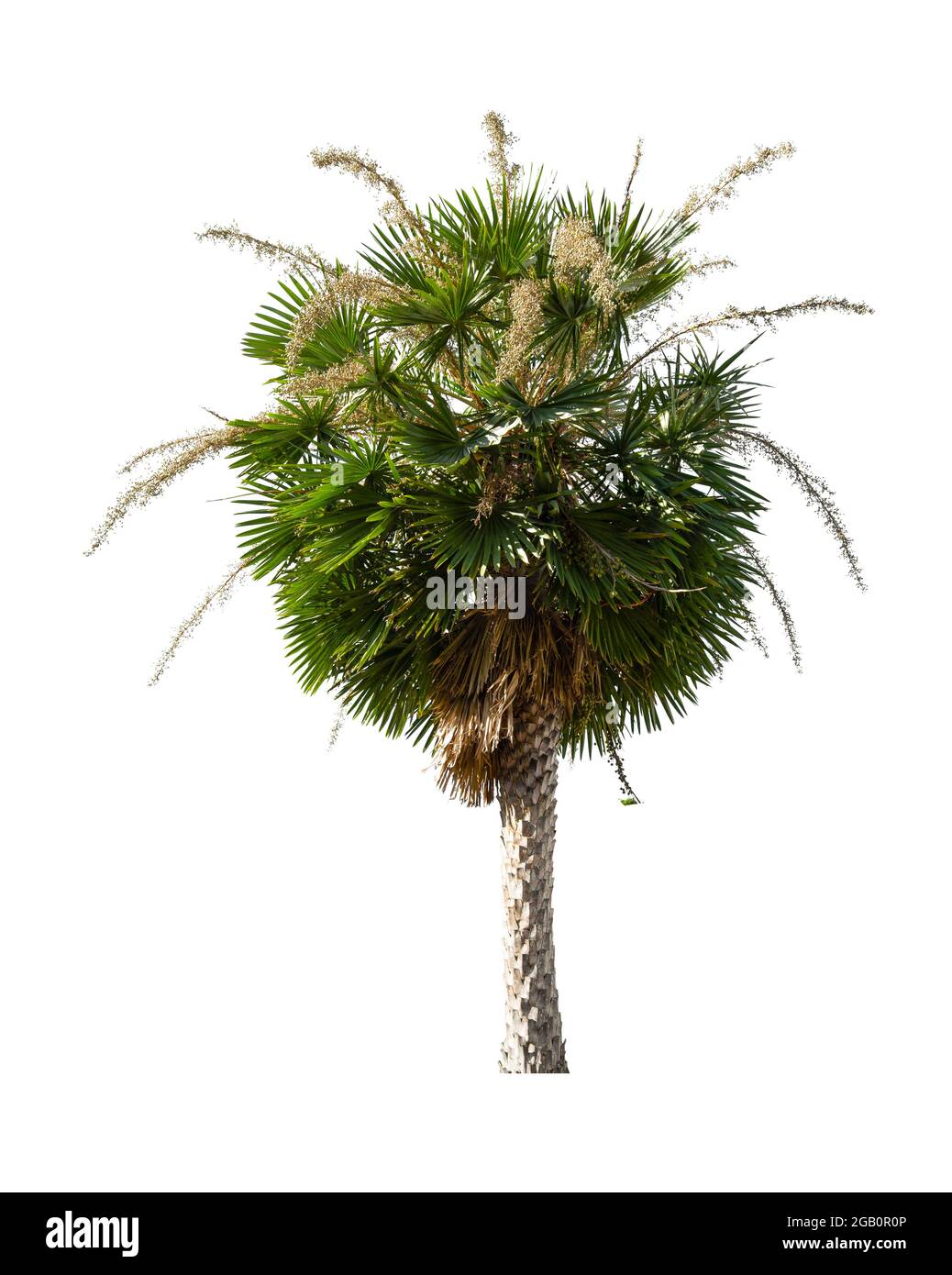 Beautiful green palm tree isolated on white background Stock Photo - Alamy