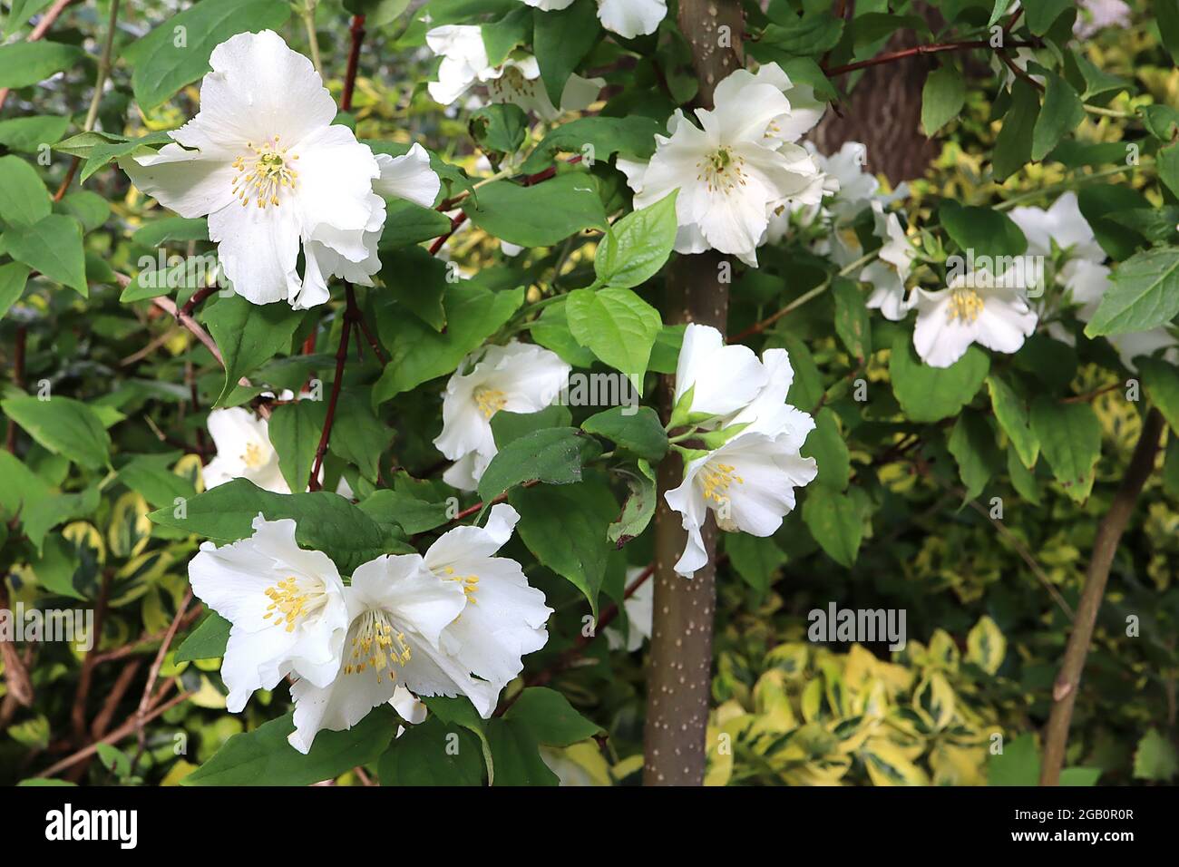 Philadelphus ‘Starbright’ mock orange Starbright – white flowers with fringed ruffled petals,  June, England, UK Stock Photo