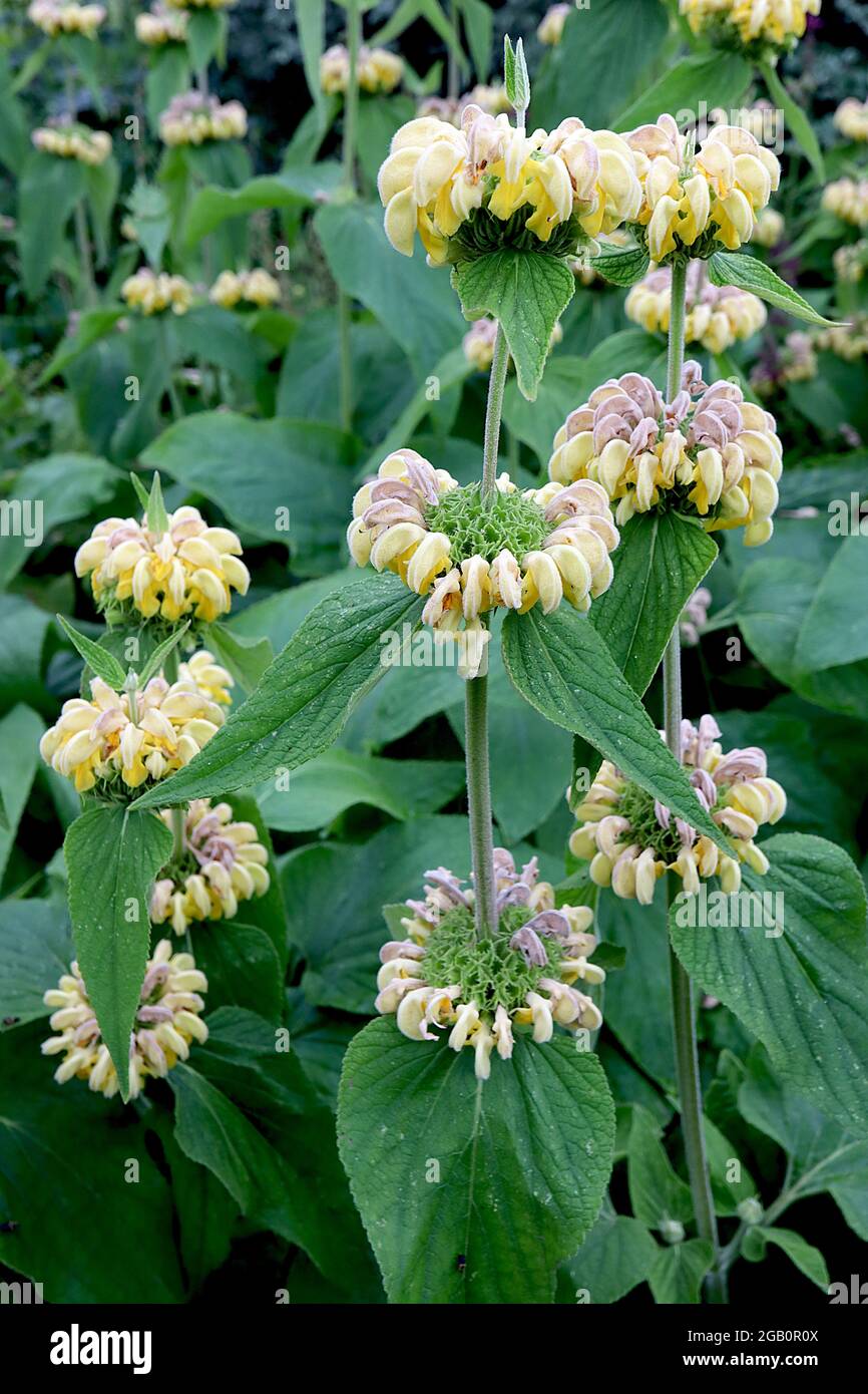 Phlomis russeliana Turkish sage - whorls of hooded pale yellow flowers and large mid green wavy leaves, June, England, UK Stock Photo