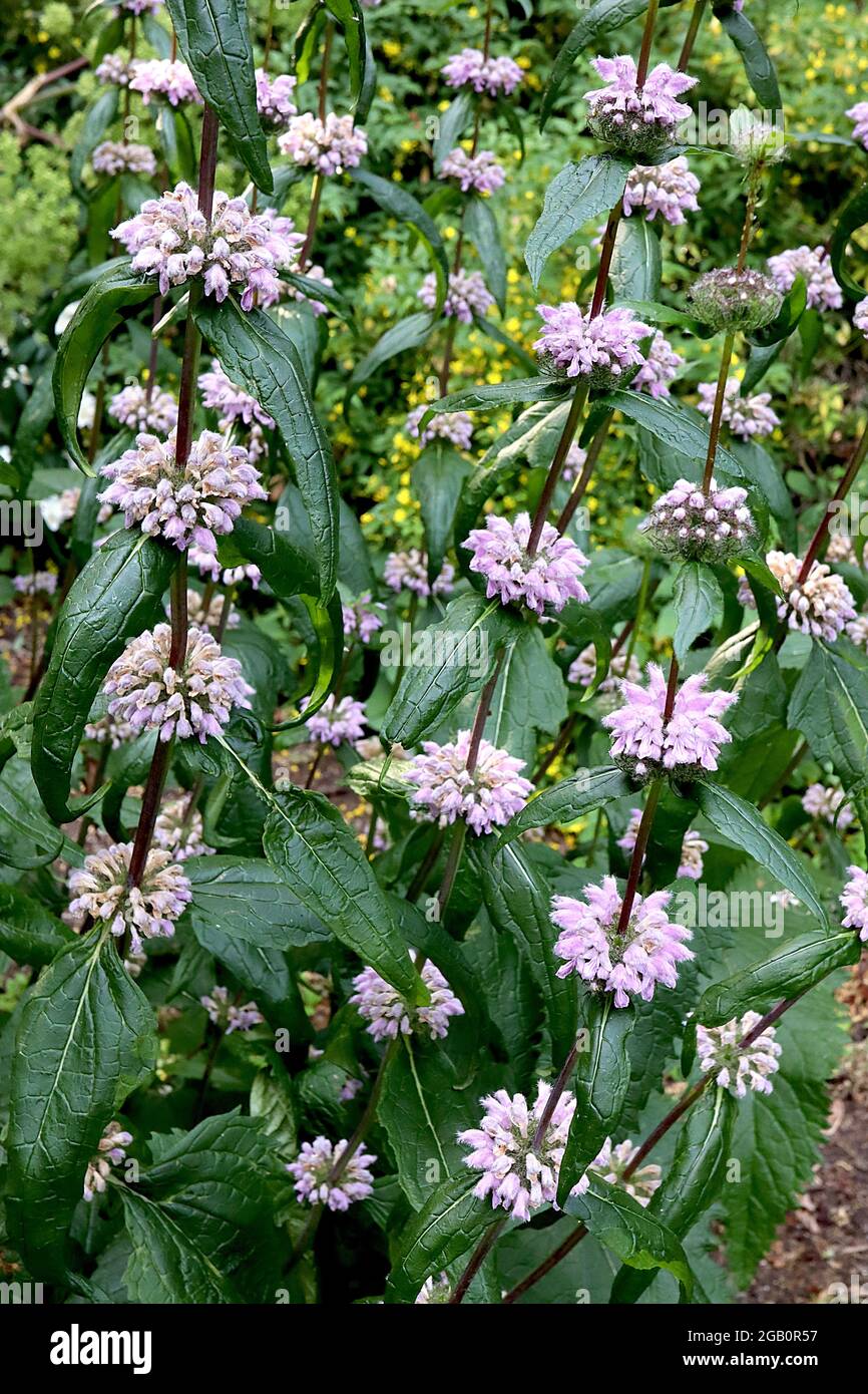Phlomis tuberosa ‘Amazone’ sage-leaf mullein Amazone - whorls of hooded lavender flowers and long incurved leaves,  June, England, UK Stock Photo