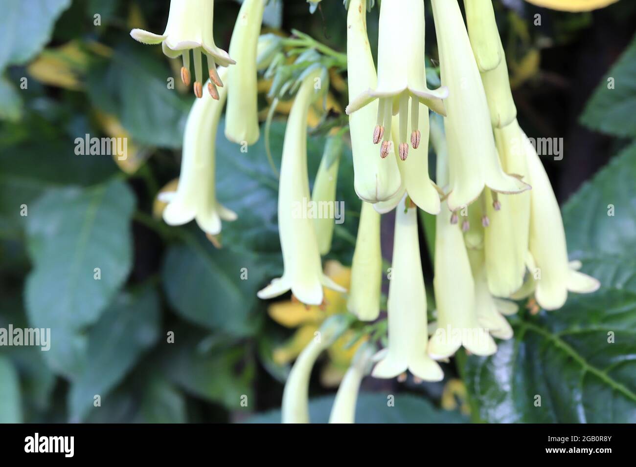 Phygelius x rectus ‘Moonrake’ cape figwort Moonrake - panicles of long tubular pale green yellow flowers,  June, England, UK Stock Photo