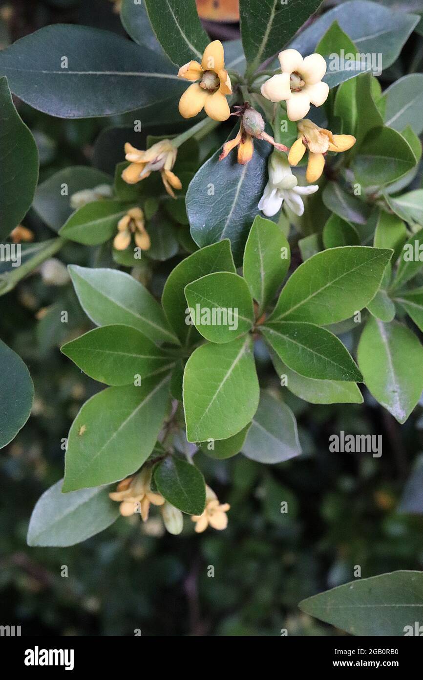 Pittosporum tobira Japanese cheesewood – small clusters of highly scented cream and yellow flowers, June, England, UK Stock Photo
