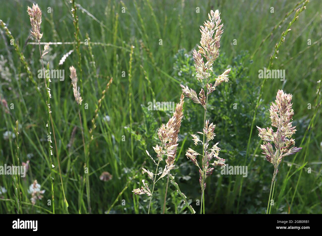 Poa pratensis smooth stalked meadow grass – feathery plumes of purple tipped flowers on smooth stems,  June, England, UK Stock Photo