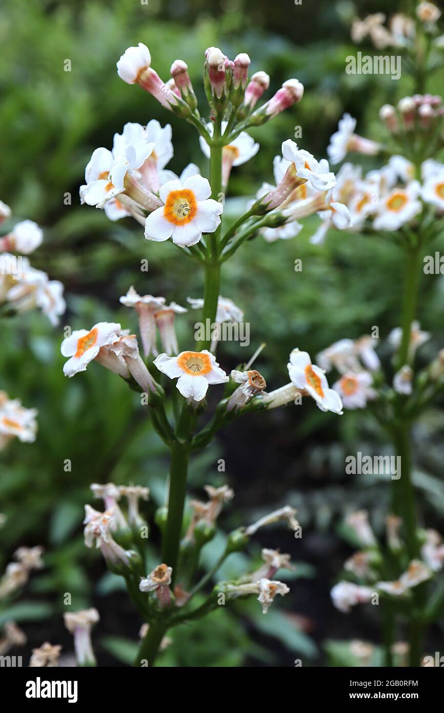 Primula japonica ‘Alba’ Japanese primrose Alba – whorls of white salver-shaped flowers with orange centre,  June, England, UK Stock Photo