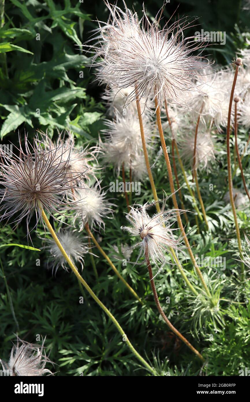 thumbnail image 2 of 30+ Pasque Flower Anemone Seeds – Pulsatilla Vulgaris – Pure Organic Perennial For Zones 5-8 2 of 6