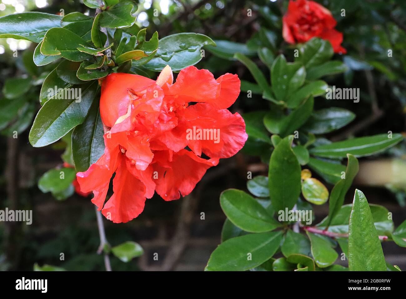 Punica granatum Pomegranate – double red flowers emerging from thick sepal, dark green glossy leaves,  June, England, UK Stock Photo