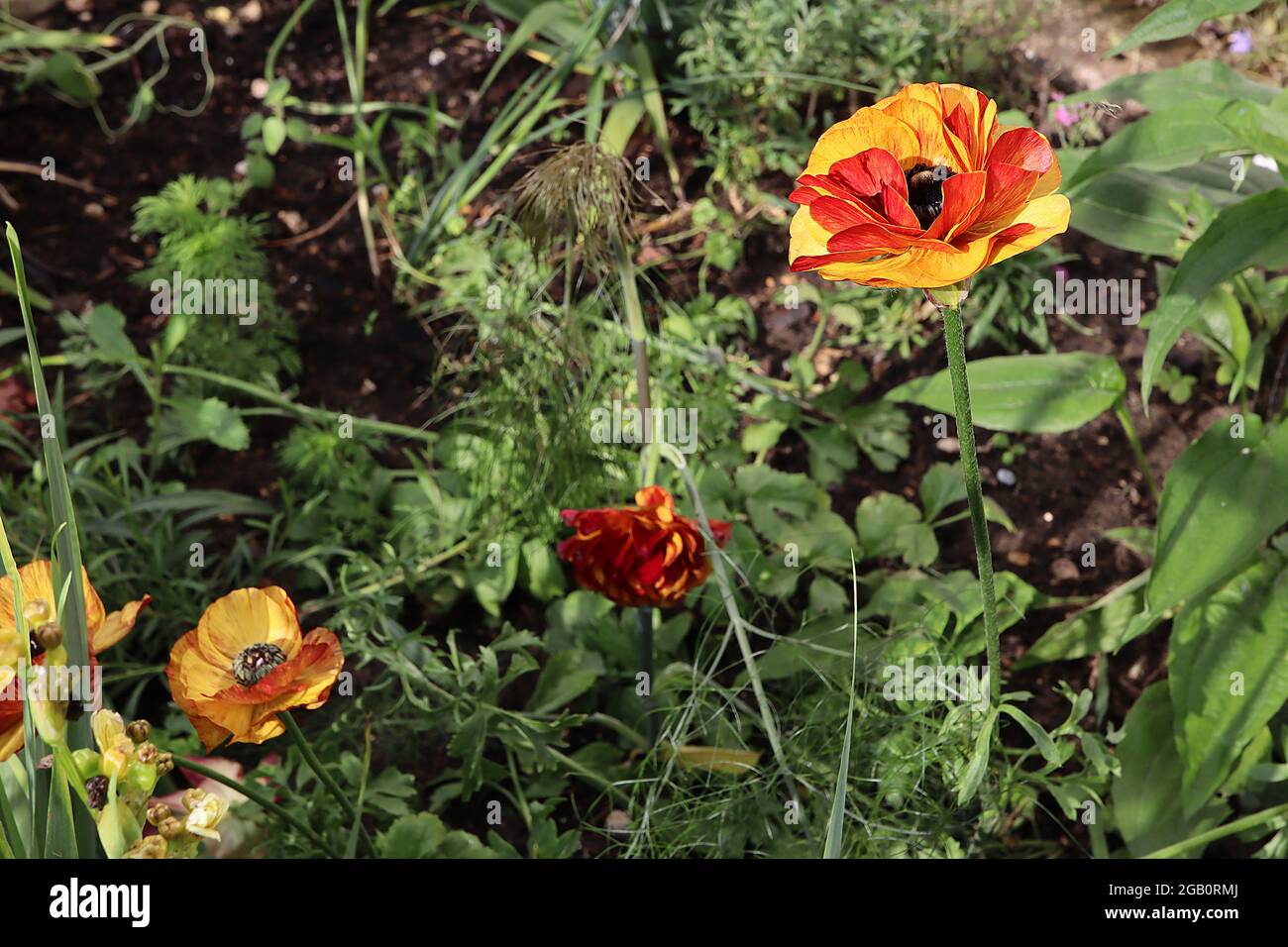 Ranunculus asiaticus ‘Aviv Picotee Café’ Persian buttercup Picotee Café – multi-layered petals of deep yellow, red margins and red petal backs,  June, Stock Photo