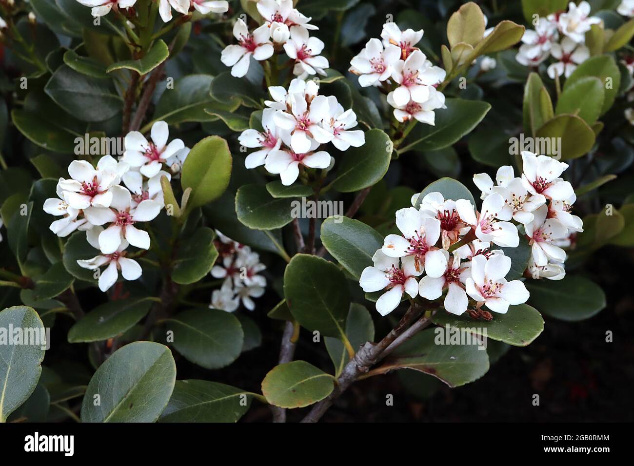Raphiolepsis indica Indian hawthorn – white flowers with pink stamens and glossy dark green leaves,  June, England, UK Stock Photo