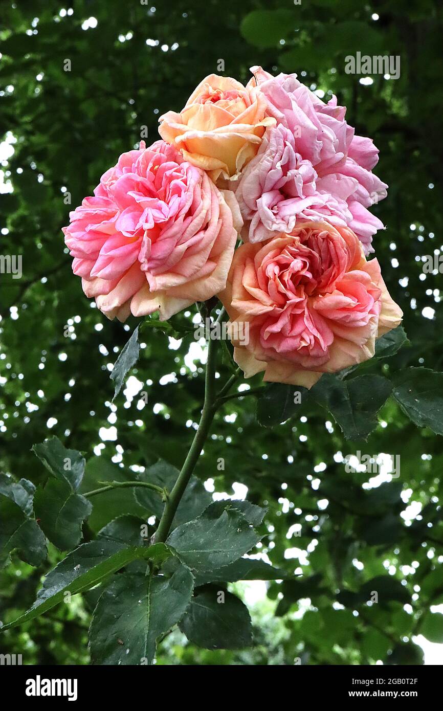 Rosa 'Alchemist' (climbing rose) rose Alchemist – clusters of fully double  peach, pink and yellow flowers, June, England, UK Stock Photo - Alamy