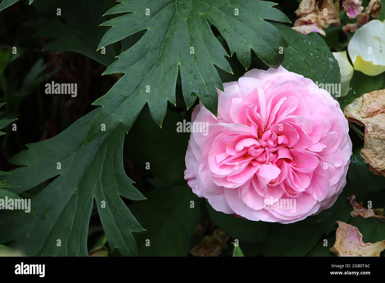 Rosa ‘Common Moss’ (moss rose) rose Common Moss – double medium to light pink flowers,  June, England, UK Stock Photo
