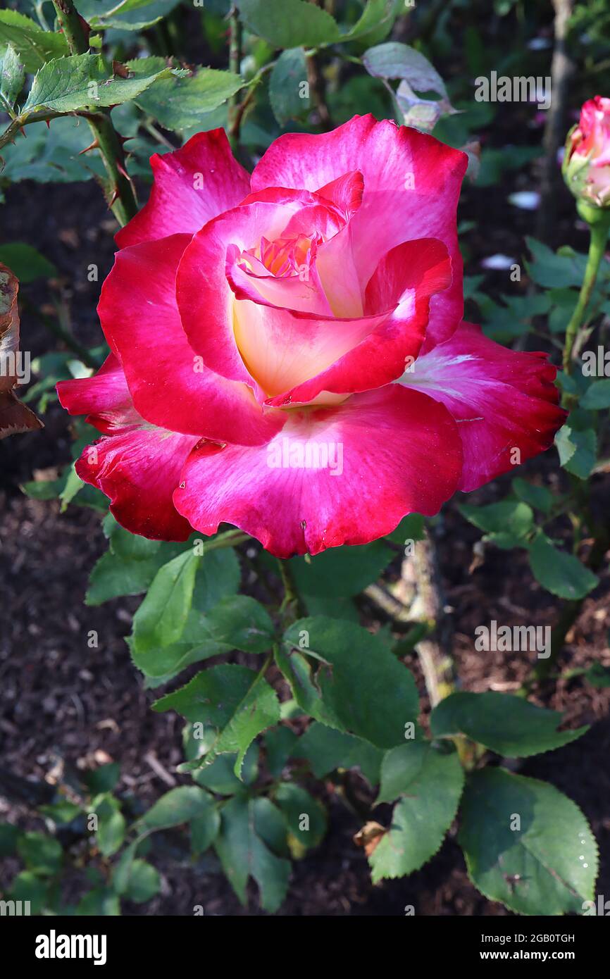Rosa Double Delight Hybrid Tea Rose Rose Double Delight Strongly Rosa Double Delight Hybrid Tea Rose Rose Double Delight Strongly
