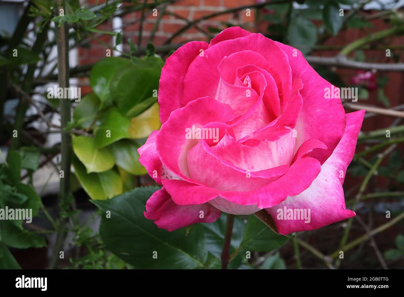 Rosa 'Handel' (climbing rose) rose Handel – semi-double white flowers with  wide deep pink margins, June, England, UK Stock Photo - Alamy