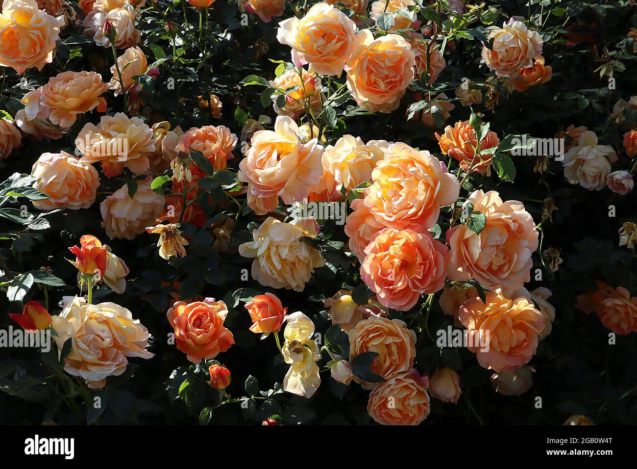 Rosa 'Lady of Shalott' (shrub rose) rose Lady of Shalott – clusters of  double apricot orange flowers, June, England, UK Stock Photo - Alamy
