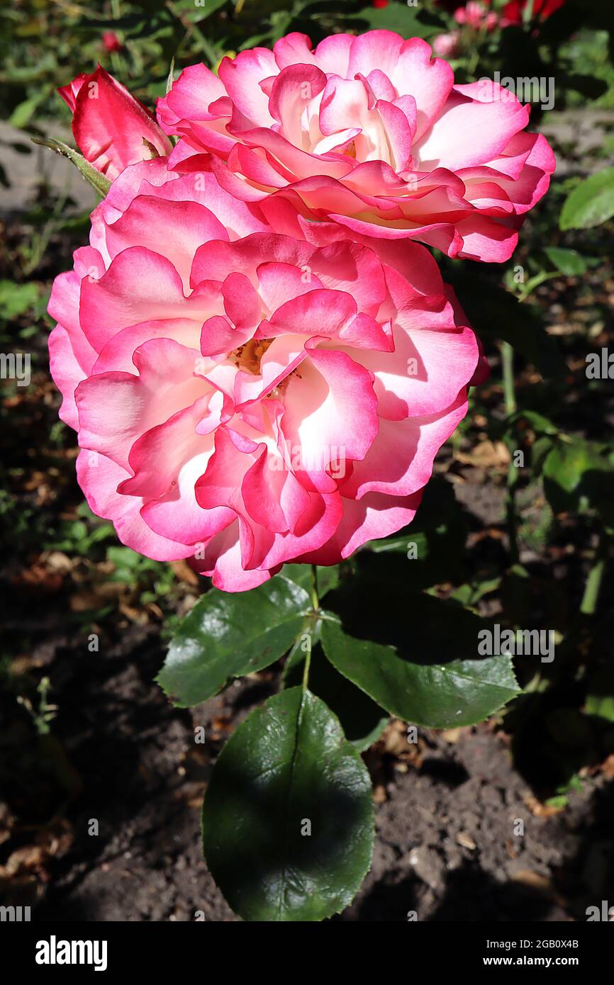 Rose nicole hi-res stock photography and images - Alamy