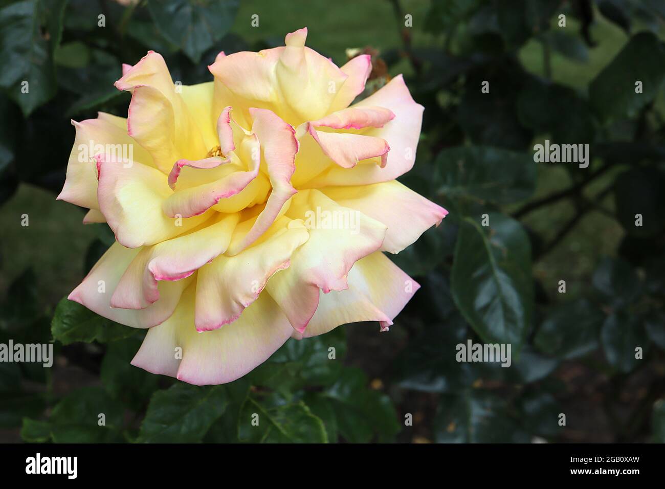 Rosa ‘Gloria Dei’ (HT) Rose Peace – scented large yellow cream flowers ...
