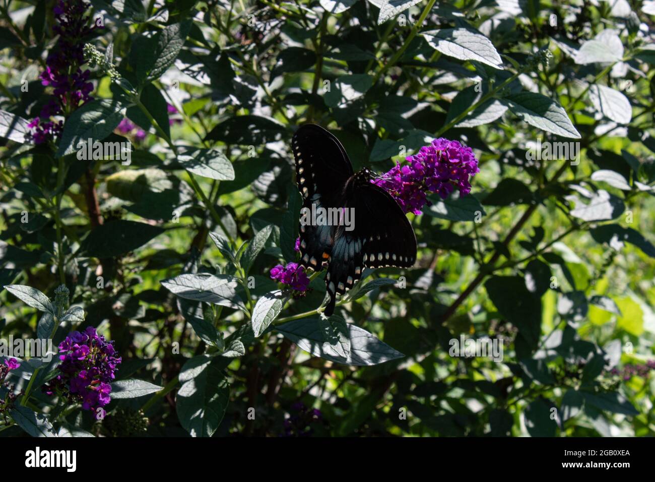 Spicebush Swallowtail Butterfly resting on a bush Stock Photo