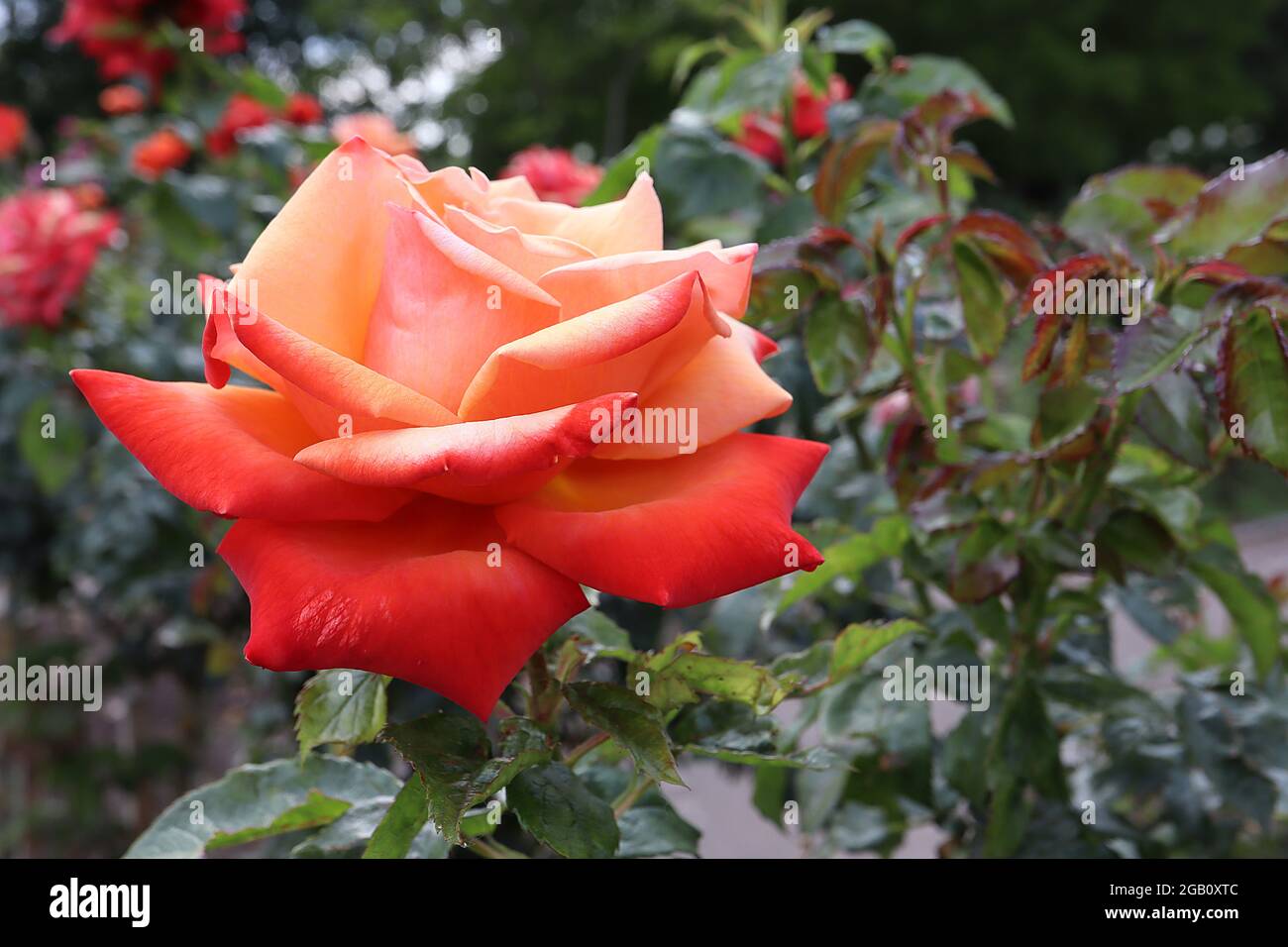 Rosa ‘Remember Me’ (bush rose) rose Remember Me double deep pink