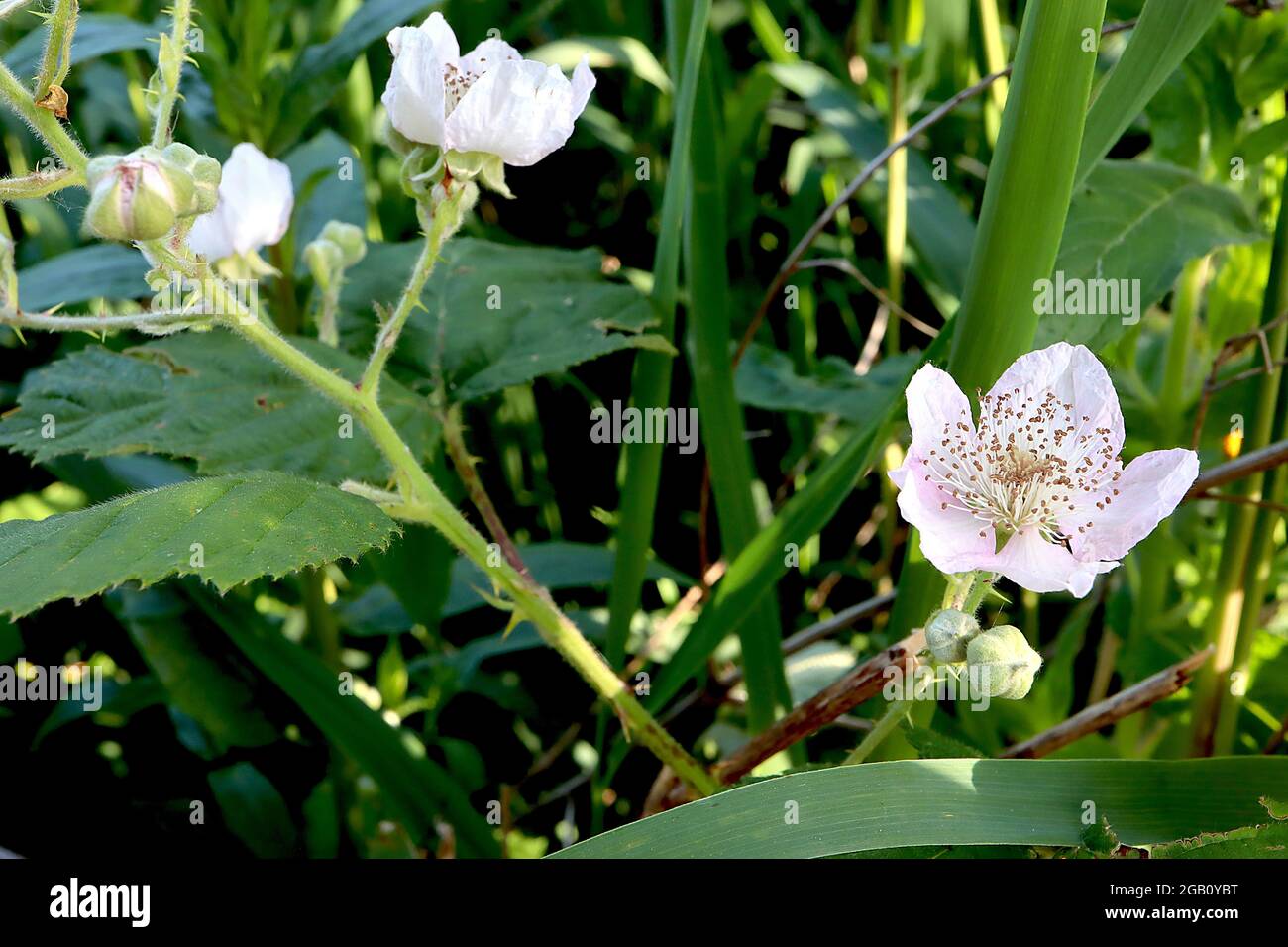 Rubus armeniacus Himalayan blackberry – very pale pink flowers and ovate dark green leaves on very tall stems,  June, England, UK Stock Photo