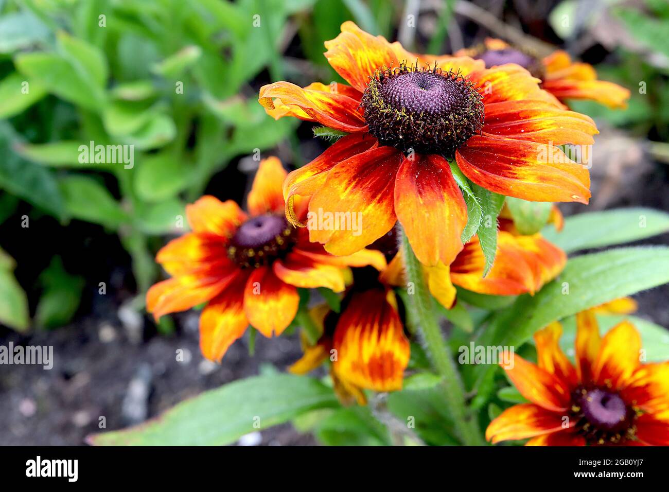 Fall Rudbeckia Rudbeckia hirta ‘Autumn Colors’ black-eyed Susan Autumn Colors – red ...