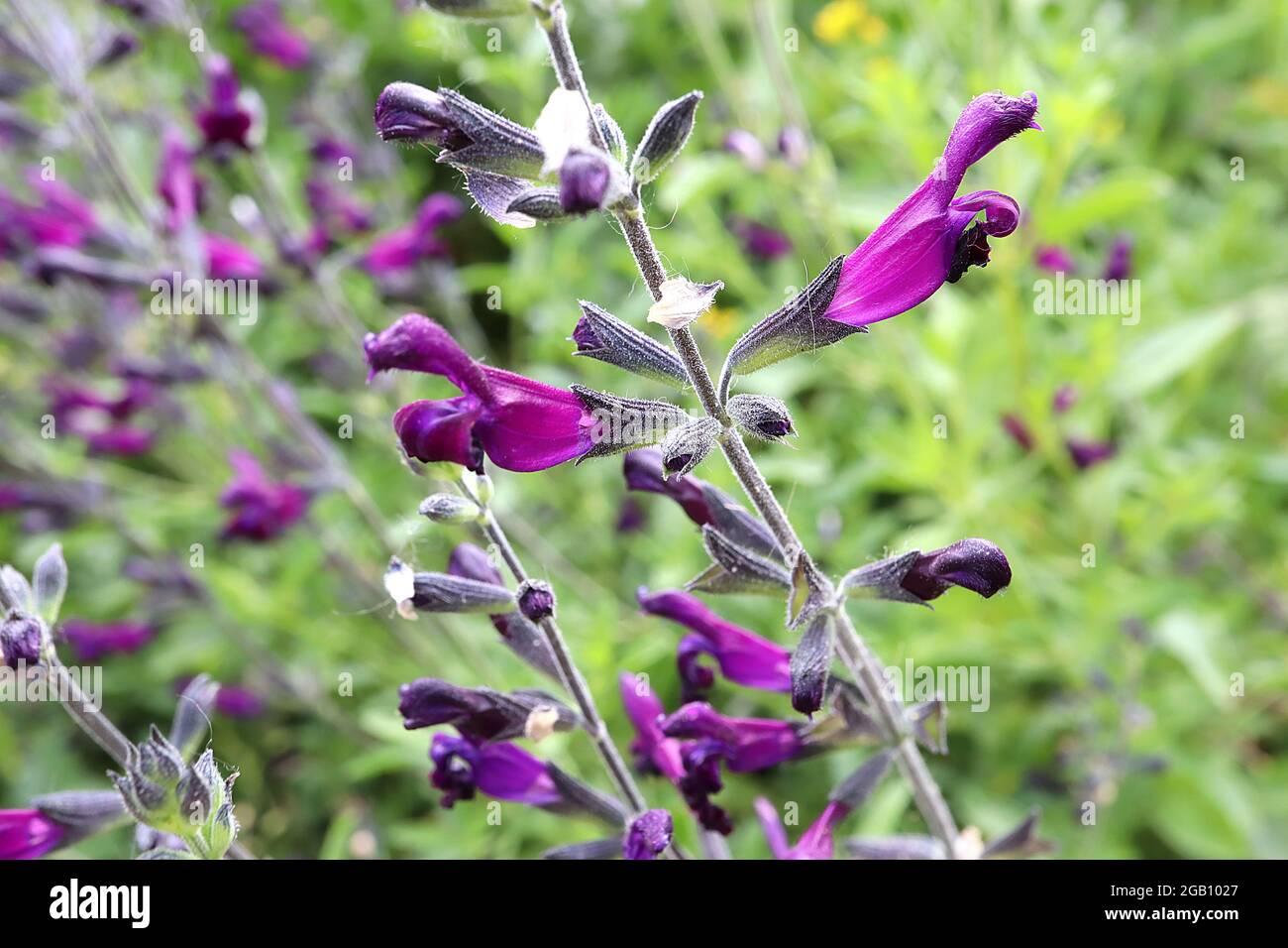 Salvia guarantica ‘Purple Majesty’ sage Purple Majesty – tubular purple flowers with purple petal tips,  June, England, UK Stock Photo