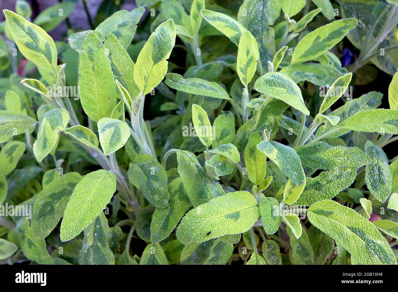 Salvia officinalis ‘Icterina’ sage Icterina – marbled gold and dark green edible leaves,  June, England, UK Stock Photo