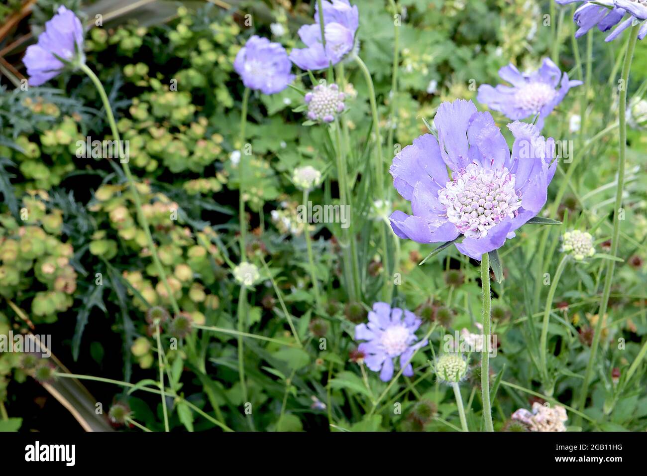 Scabiosa caucasica ‘Perfecta Blue’  Scabious Perfecta Blue - violet blue pincushion flowers on tall stems, June, England, UK Stock Photo
