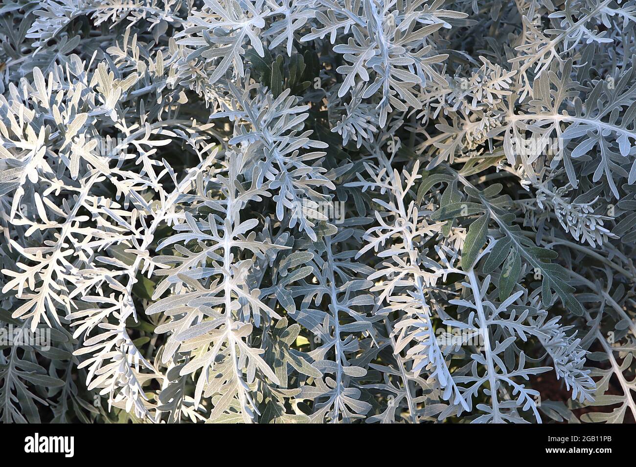 Senecio cineraria ‘Silver Dust’ Silver ragwort Silver Dust  Jacobaea maritima Silver Dust – woolly grey leaves with intricate pattern, June, England, Stock Photo