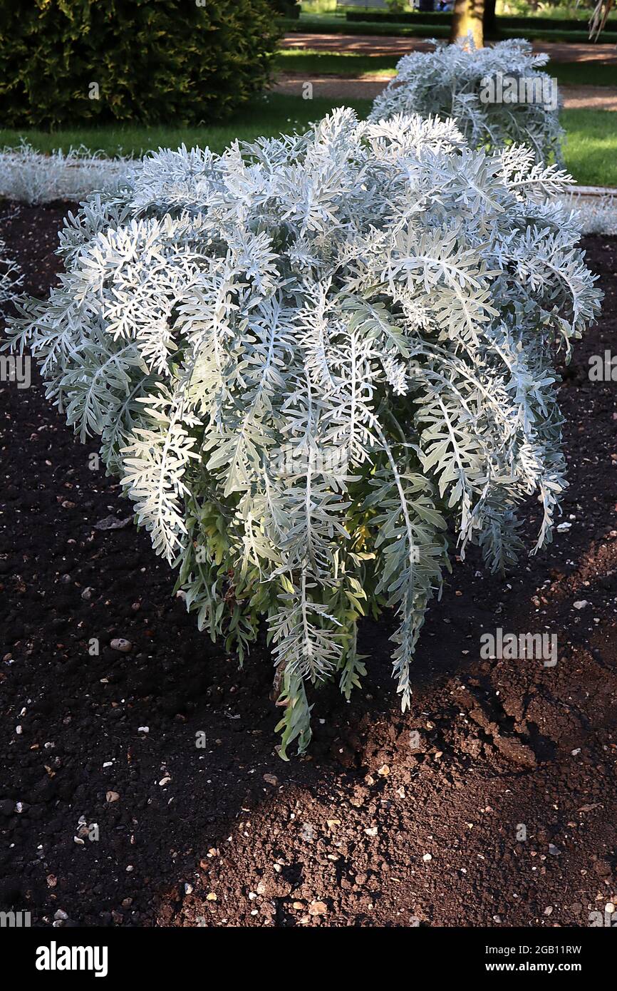 Senecio cineraria ‘Silver Dust’ Silver ragwort Silver Dust  Jacobaea maritima Silver Dust – woolly grey leaves with intricate pattern, June, England, Stock Photo