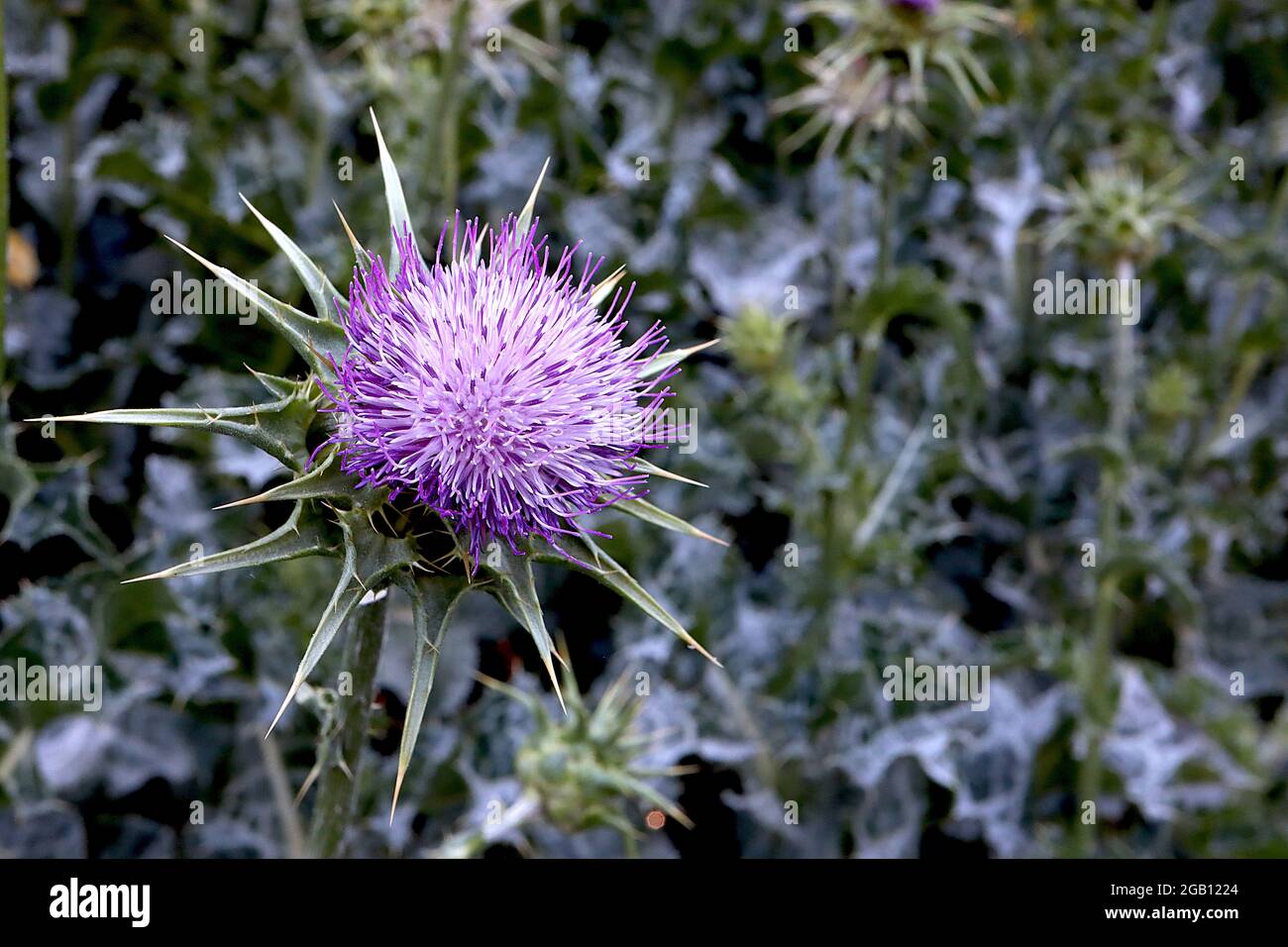Purple flowers spiky leaves hi-res stock photography and images ...