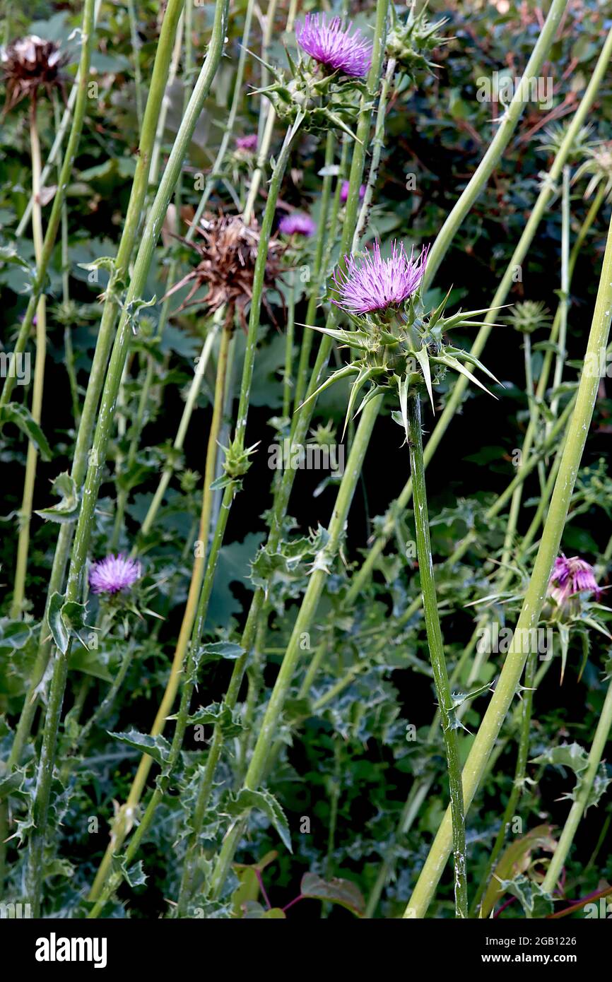Silybum marianum milk thistle – purple and mauve flowers surrounded by green spiny bracts, grey green mottled spiky leaves,  June, England, UK Stock Photo