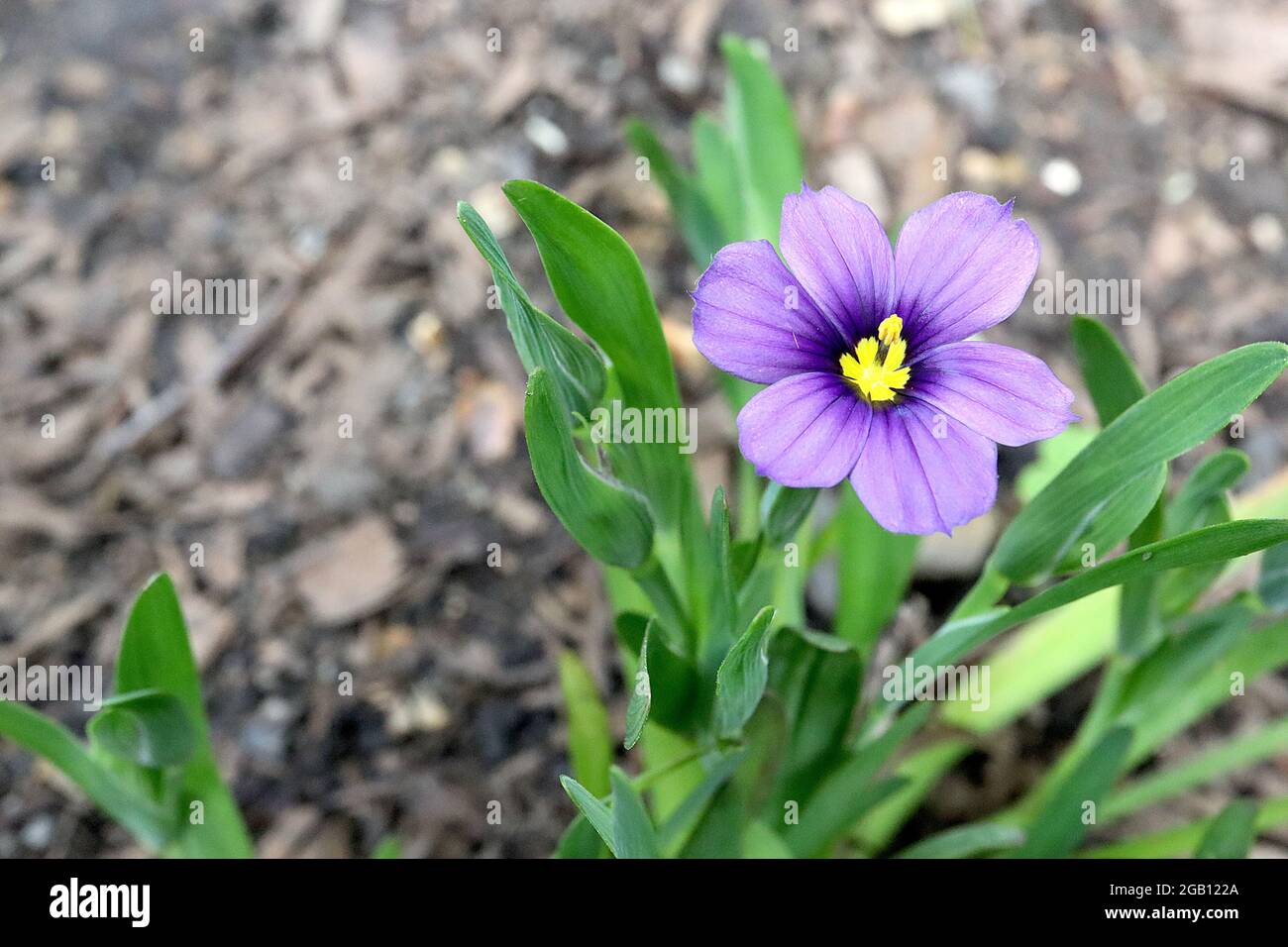 Sisyrinchium bellum ‘Rocky Point’ Idaho blue-eyed grass Rocky Point – violet flowers with purple halo and yellow centre,  June, England, UK Stock Photo
