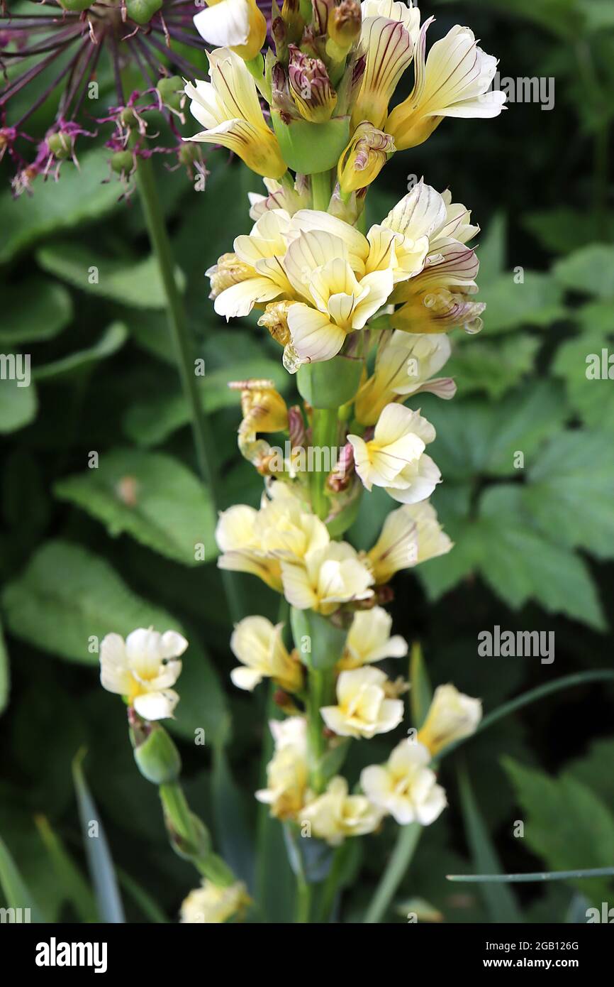 Sisyrinchium striatum pale yellow-eyed grass – dense flower spike of pale yellow flowers with fine purple stripes,  June, England, UK Stock Photo