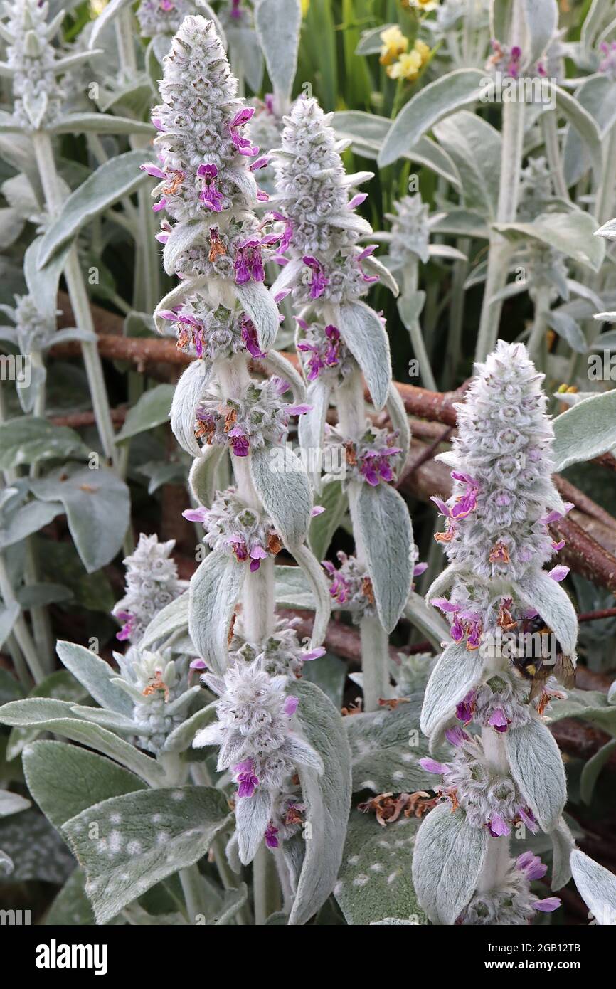 Stachys byzantina ‘Silver Carpet’ lamb's ear soft thick woolly silver