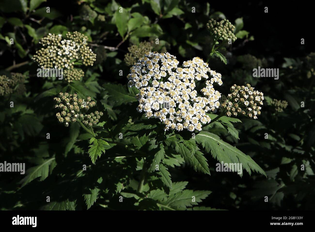 Tanacetum microphyllum feverfew microphyllum – domed clusters of tiny white flowers atop large lobed leaves on tall stems,  June, England, UK Stock Photo