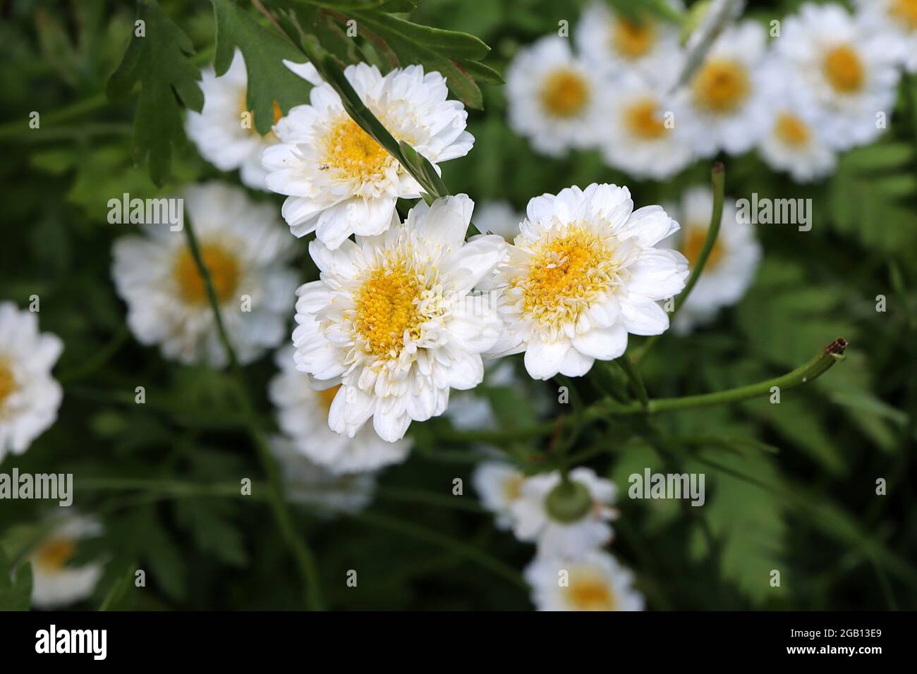 Tanacetum parthenium ‘Double White’ Feverfew White Bonnet – small chrysanthemum-like flowers and feathery leaves, June, England, UK Stock Photo