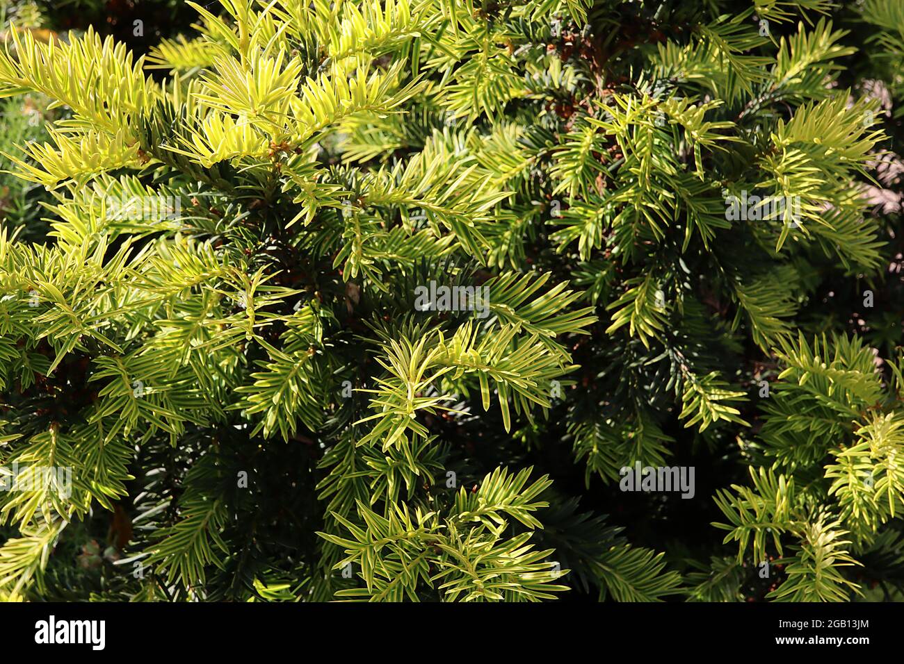 Taxus baccata ‘Fastigiata Aureomarginata’ Irish yew – whorls of very small linear mid green leaves with yellow margins,  June, England, UK Stock Photo