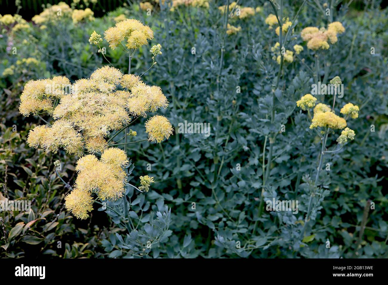 Thalictrum flavum subsp glaucum yellow meadow rue – fluffy yellow flowers atop very tall stems and grey green leaves,  June, England, UK Stock Photo