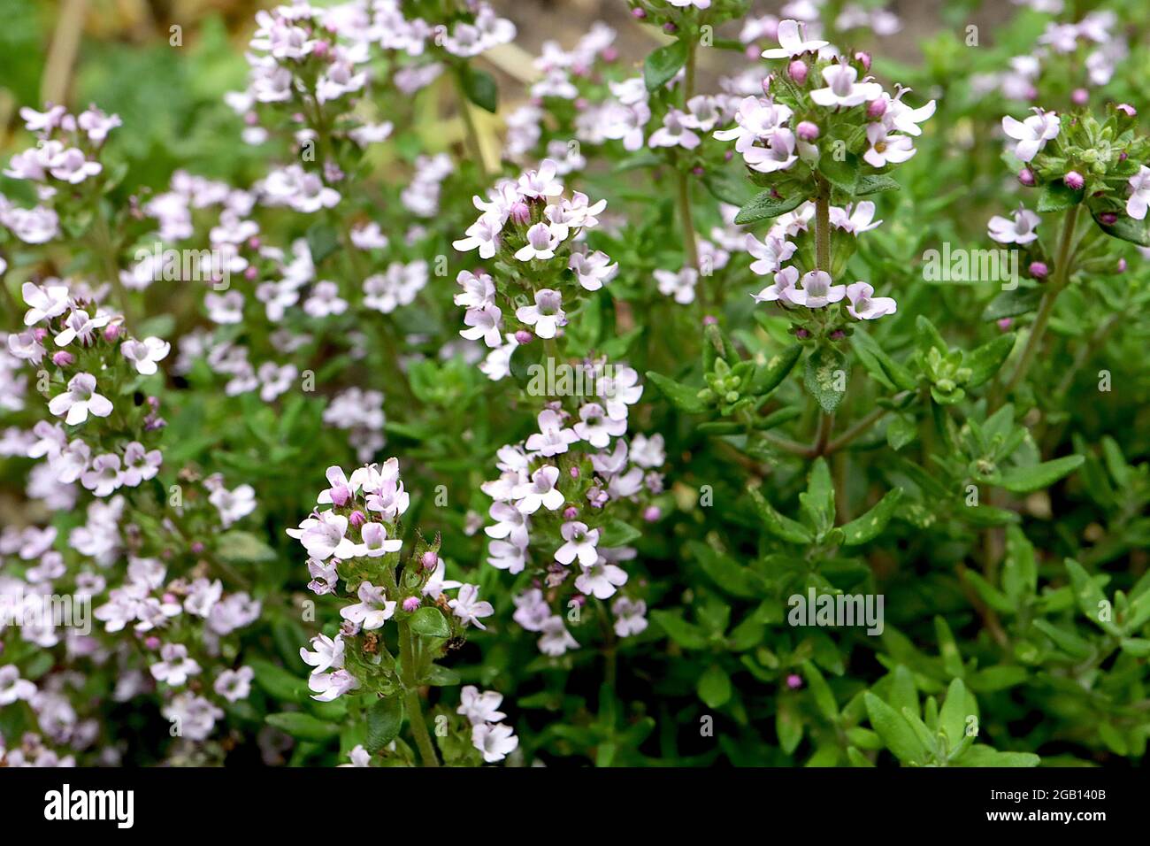 Thymus serpyllum creeping thyme flower spikes of pale pink flowers