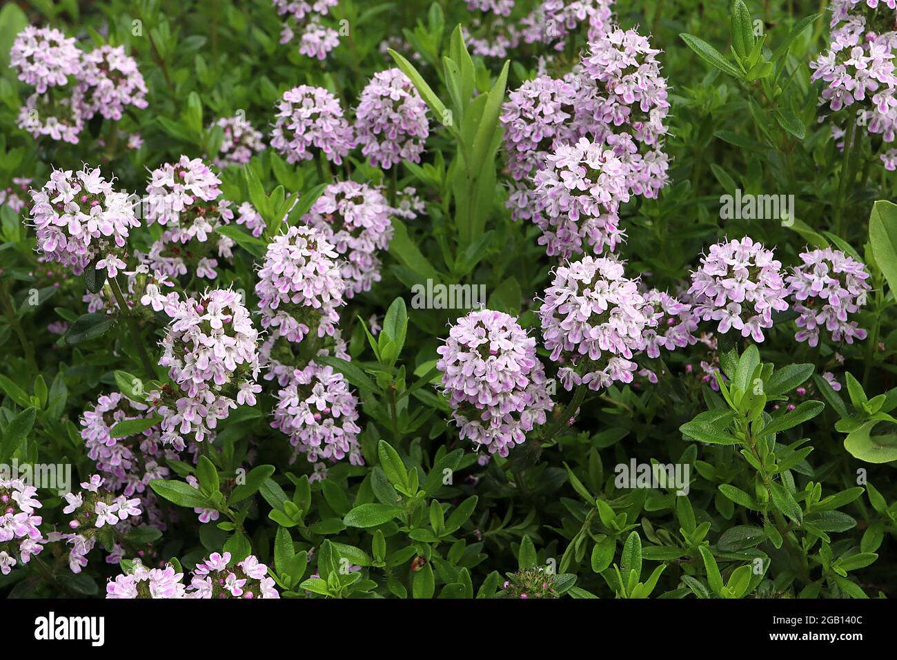 Thymus serpyllum creeping thyme flower spikes of pale pink flowers