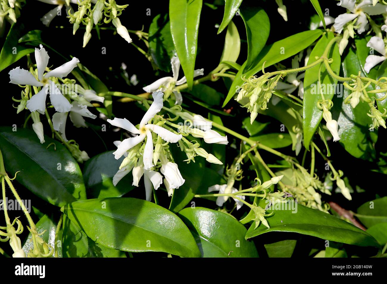 Trachelospermum jasminoides star jasmine – rotating star-shaped white petals and glossy pinnate leaves,  June, England, UK Stock Photo