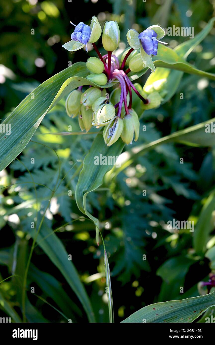 Tradescantia andersoniana ‘Blue Stone’ Spider lily Blue Stone – budding violet blue flowers opening from pale green sepals, June, England, UK Stock Photo