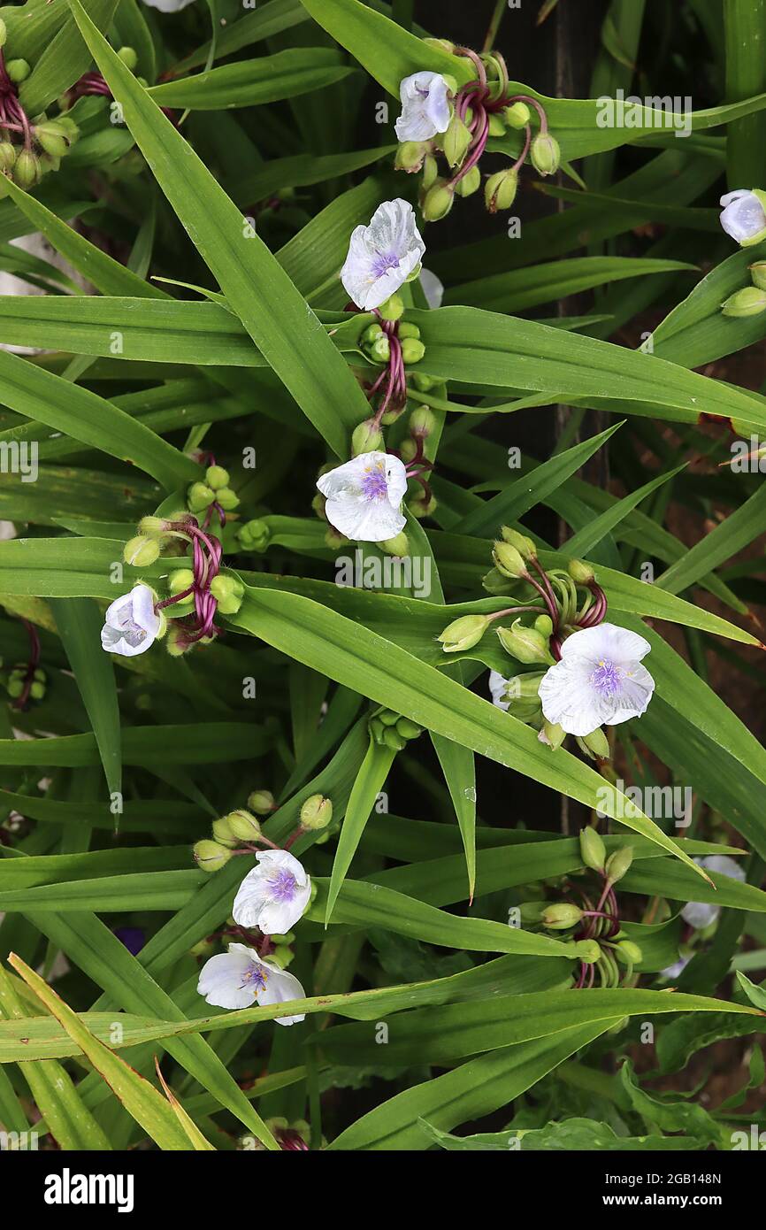 Tradescantia ‘Osprey’ Spider lily Osprey – pale mauve crinkly flowers with fluffy violet stamens,  June, England, UK Stock Photo