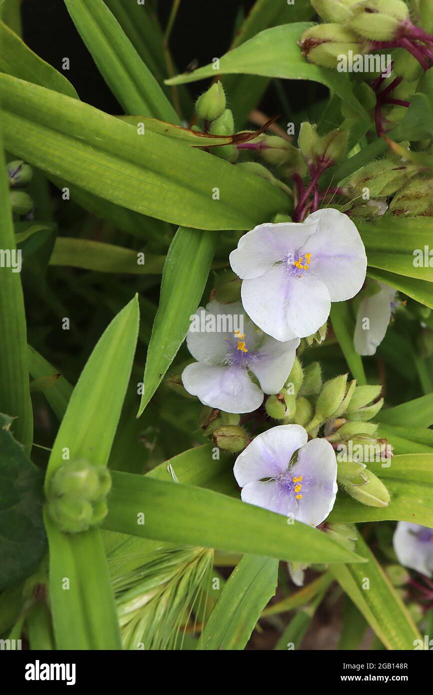 Tradescantia ‘Osprey’ Spider lily Osprey – pale mauve crinkly flowers with fluffy violet stamens,  June, England, UK Stock Photo