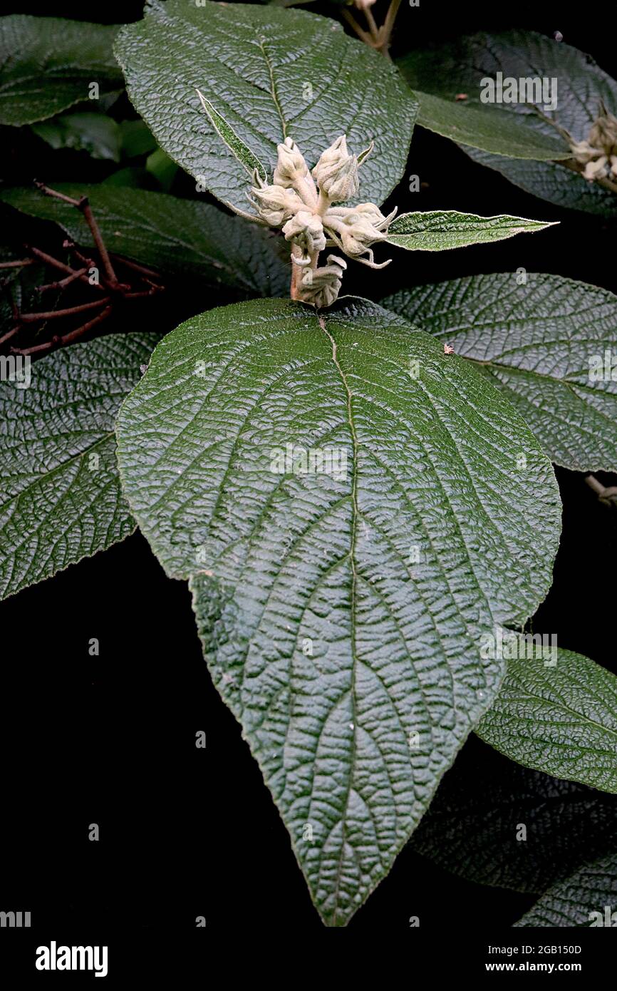 Viburnum x rhytidophylloides ‘Alleghany’ FLOWER BUDS ONLY Viburnum Alleghany furry cream