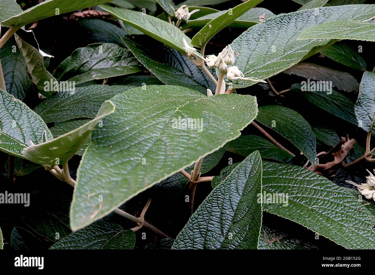 Viburnum x rhytidophylloides ‘Alleghany’ FLOWER BUDS ONLY Viburnum