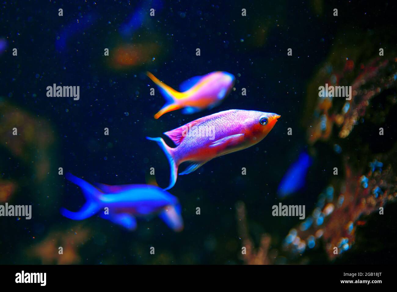 Pink aquarium fish . Tropical deep water with exotic fish Stock
