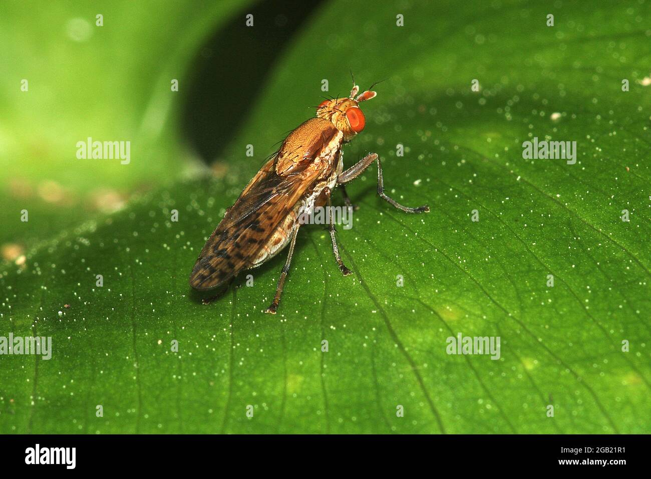 Snail killing marsh fly (Neolimnia sp Stock Photo Alamy