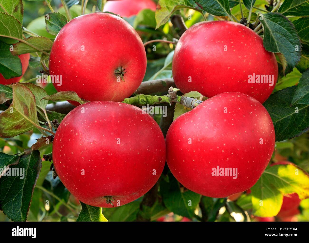 Apple 'Discovery', growing on tree, malus domestica, apples, fruit Stock Photo