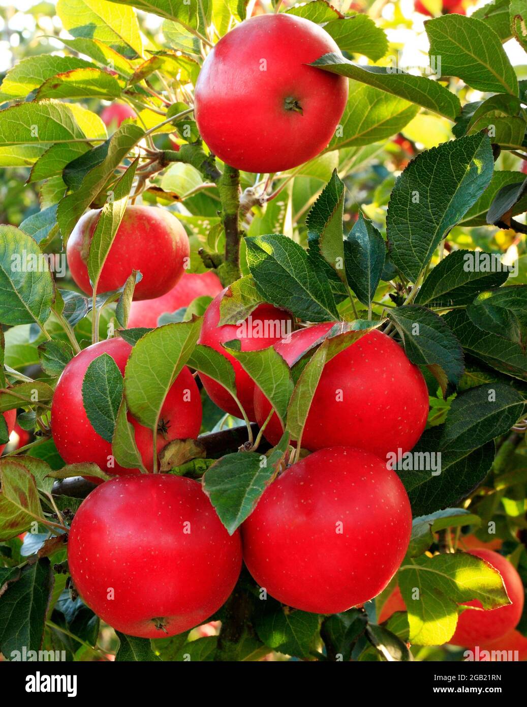 Apple 'Discovery', growing on tree, malus domestica, apples, fruit Stock Photo