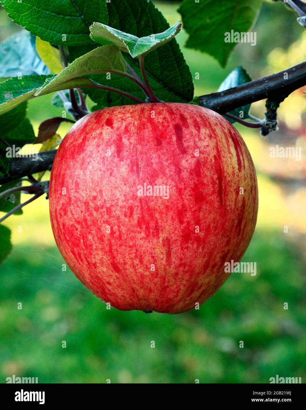 Apple 'Dr. Clifford', culinary variety, Malus domestica, cooking apples Stock Photo
